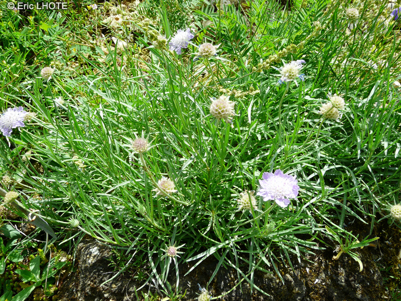  - Lomelosia graminifolia subsp. graminifolia - 