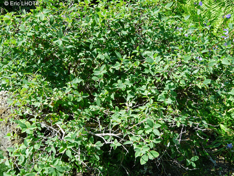 Caprifoliaceae - Lonicera caerulea - Camérisier bleu, Chèvrefeuille bleu