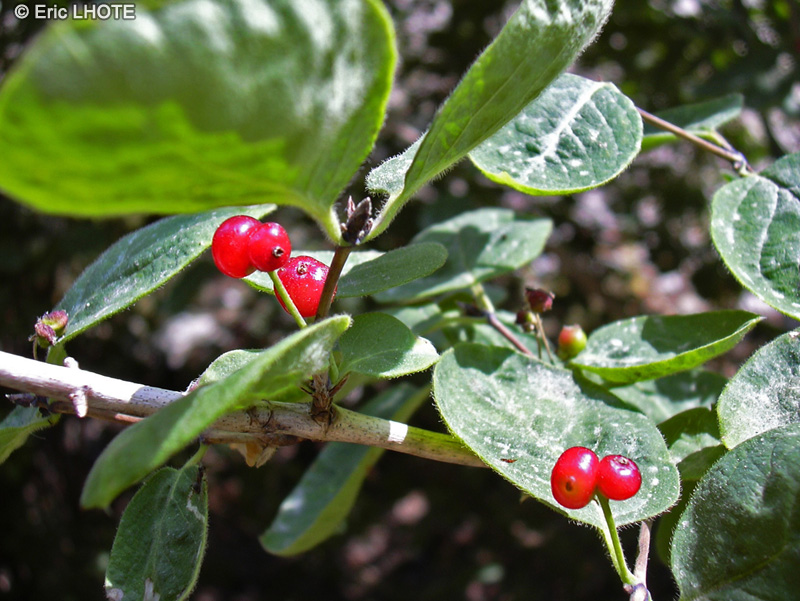  - Lonicera caprifolium - 
