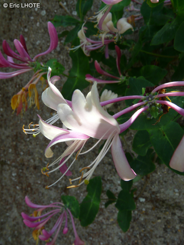  - Lonicera etrusca - 