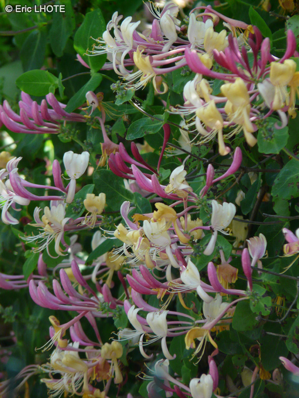  - Lonicera etrusca - 