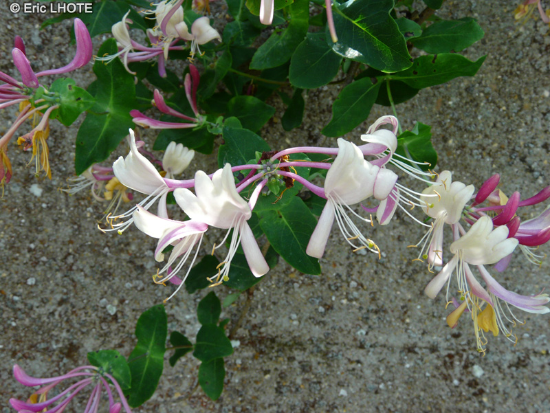  - Lonicera etrusca - 