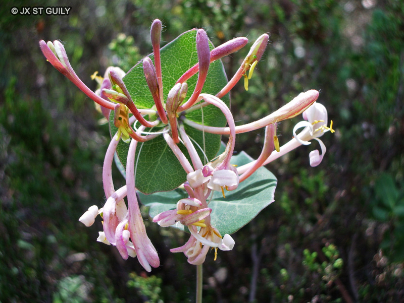 Caprifoliaceae - Lonicera etrusca - Chèvrefeuille d’Etrurie, Chèvrefeuille Etrusque