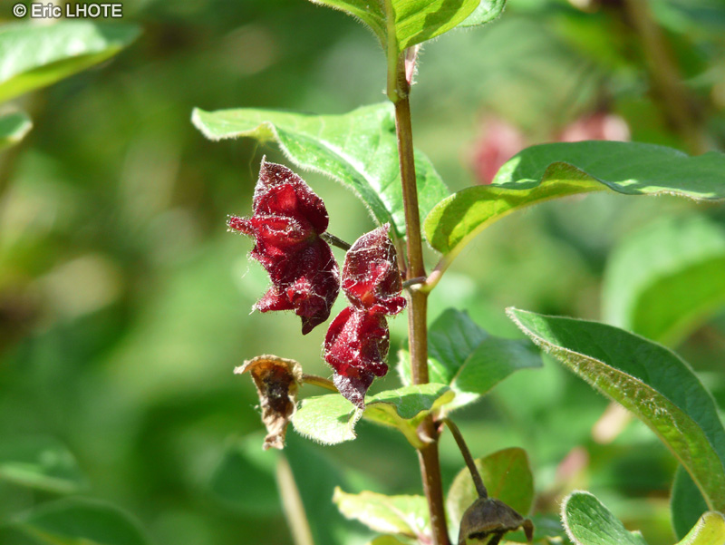 Caprifoliaceae - Lonicera involucrata - Chèvrefeuille involucré