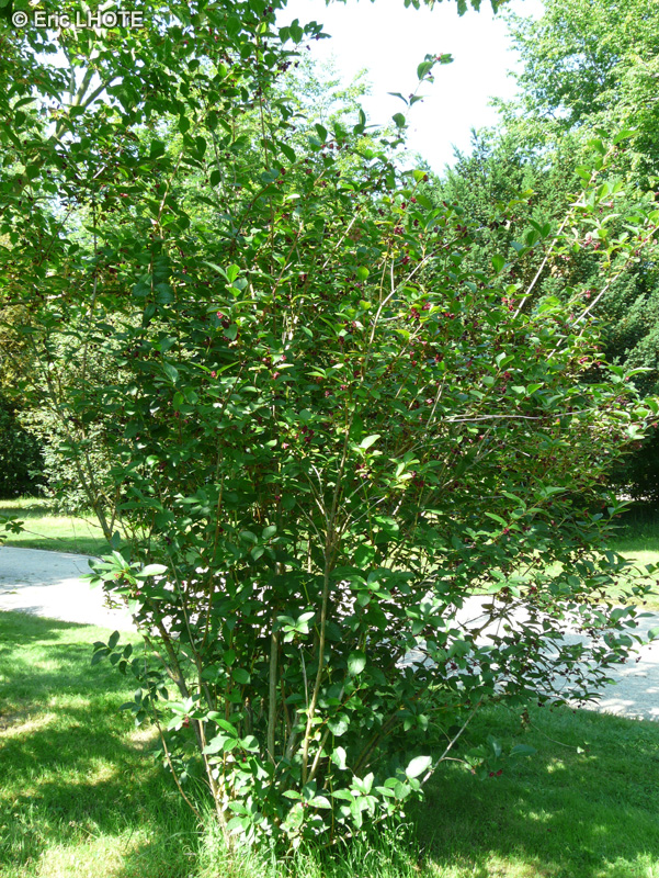  - Lonicera involucrata - 