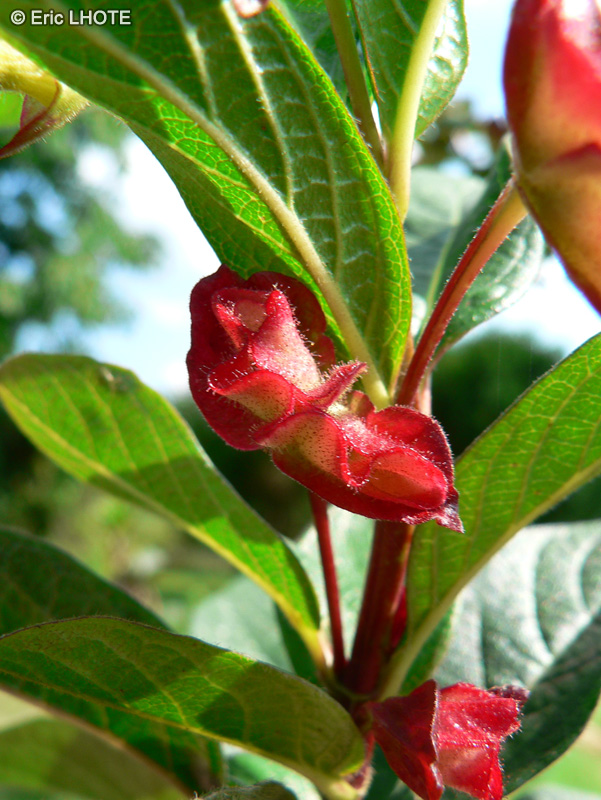  - Lonicera involucrata - 
