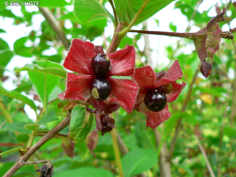  - Lonicera involucrata - 