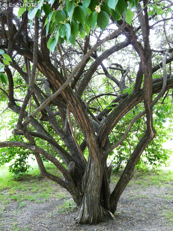 - Lonicera maackii, Xylosteon maackii - 
