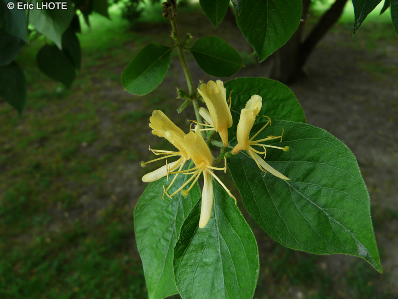  - Lonicera maackii, Xylosteon maackii - 