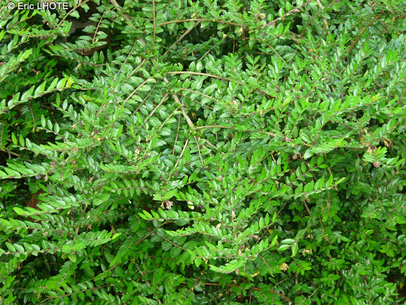  - Lonicera nitida - 