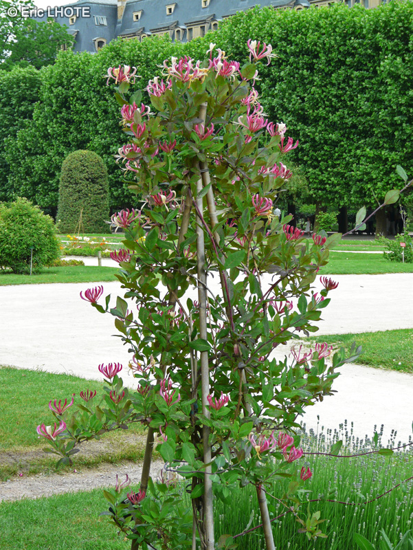 Caprifoliaceae - Lonicera periclymenum Serotina - Ch&egrave;vrefeuille p&eacute;riclym&egrave;ne, Ch&egrave;vrefeuille des bois
