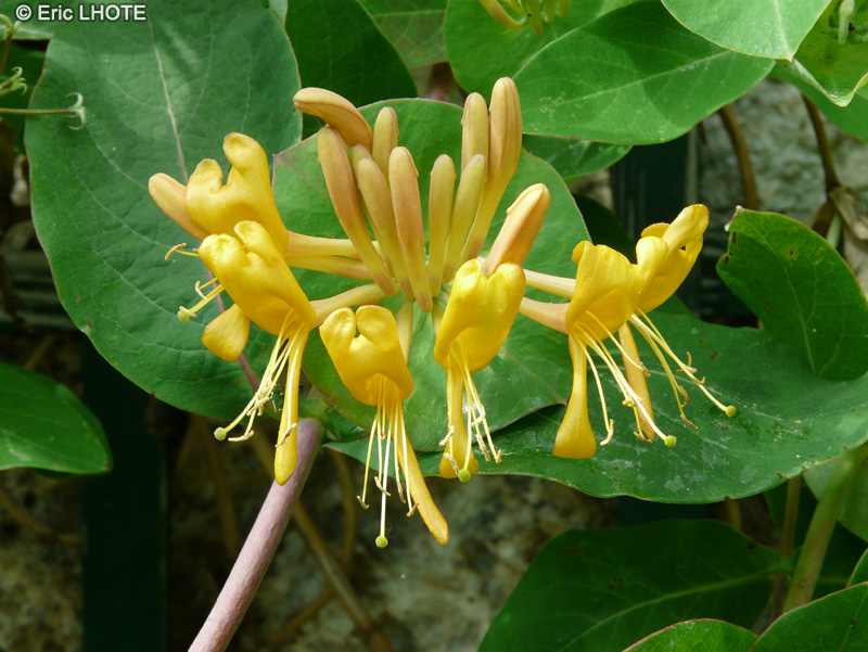 - Lonicera x tellmanniana - 