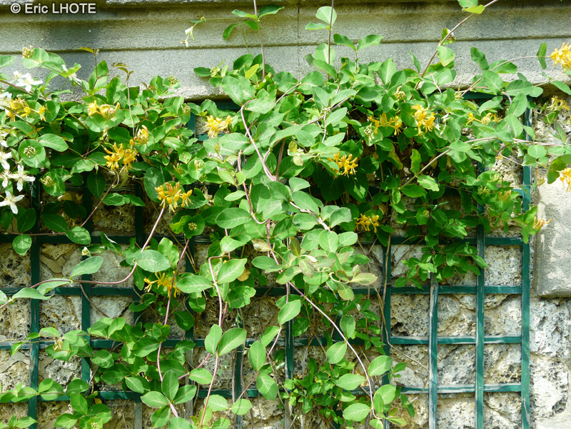 Caprifoliaceae - Lonicera x tellmanniana - Chèvrefeuille