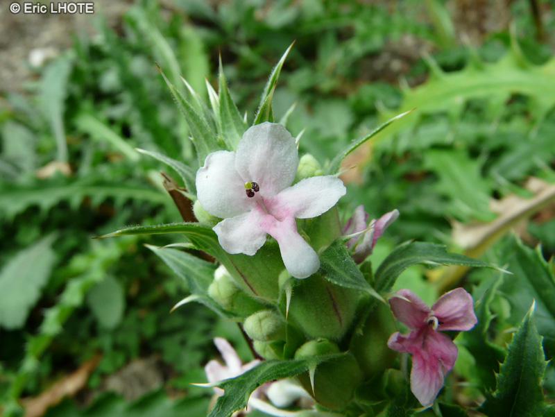  - Morina longifolia - 