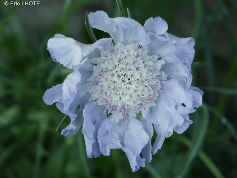  - Scabiosa caucasica - 