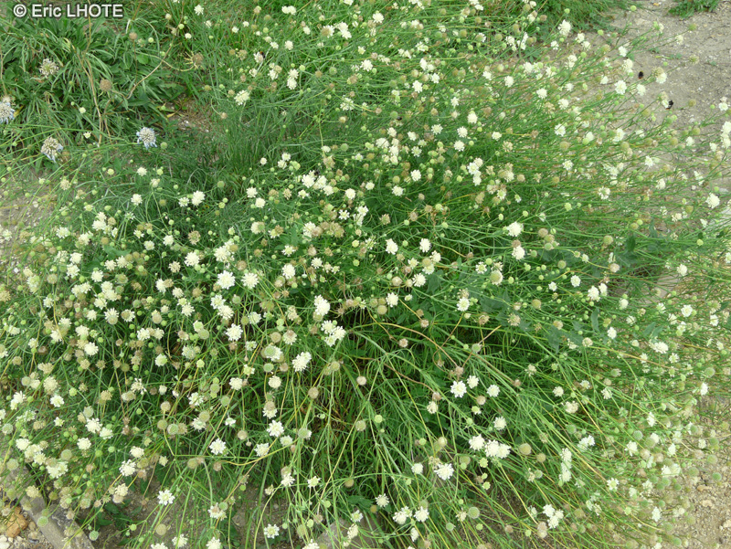 Caprifoliaceae - Scabiosa ochroleuca - Scabieuse jaune p&acirc;le, Scabieuse &agrave; fleurs de lait
