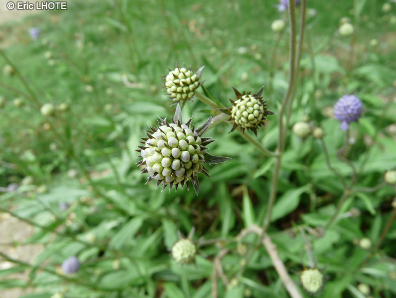 Caprifoliaceae - Succisa pratensis - Mors du diable, Herbe du diable, Succise des pr&eacute;s