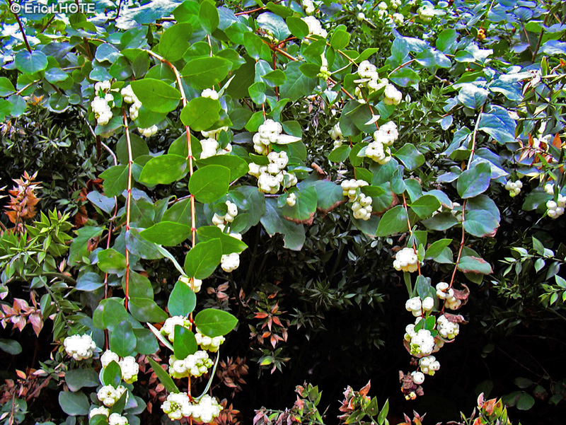  - Symphoricarpos albus - 