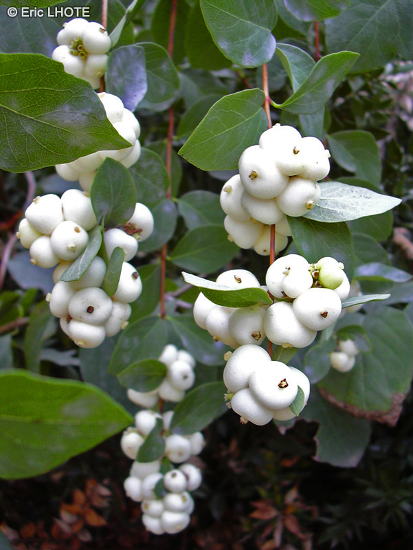 Caprifoliaceae - Symphoricarpos albus - Symphorine blanche, Symphorine &agrave; grappes, Arbre aux perles