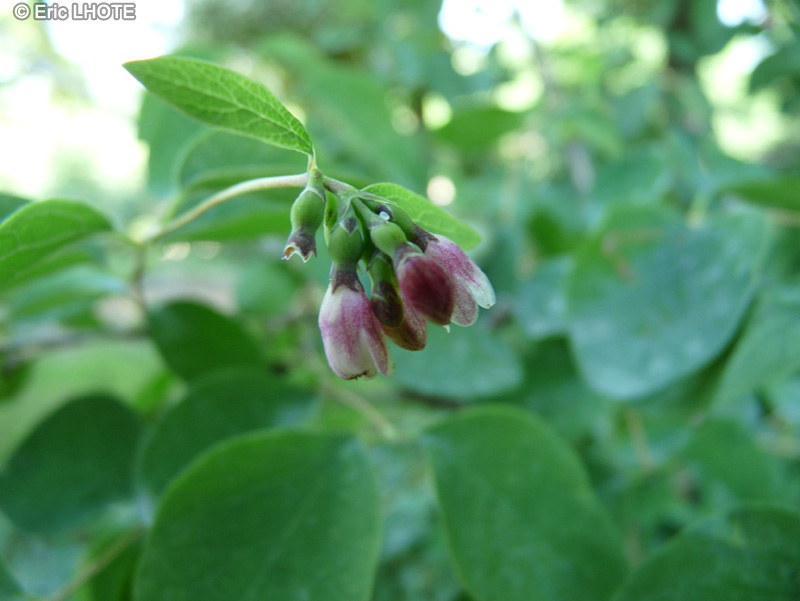  - Symphoricarpos occidentalis - 