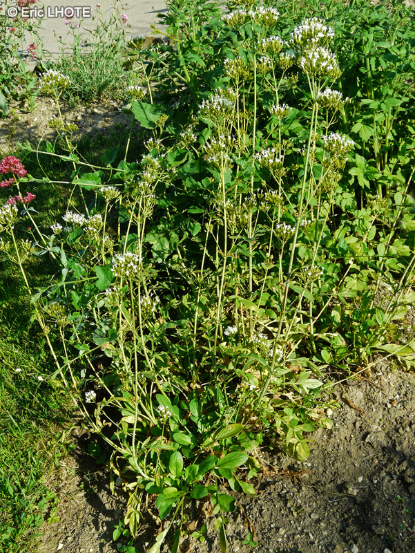  - Valeriana officinalis - 
