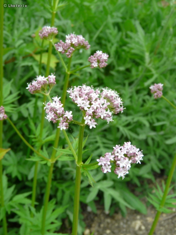  - Valeriana officinalis - 