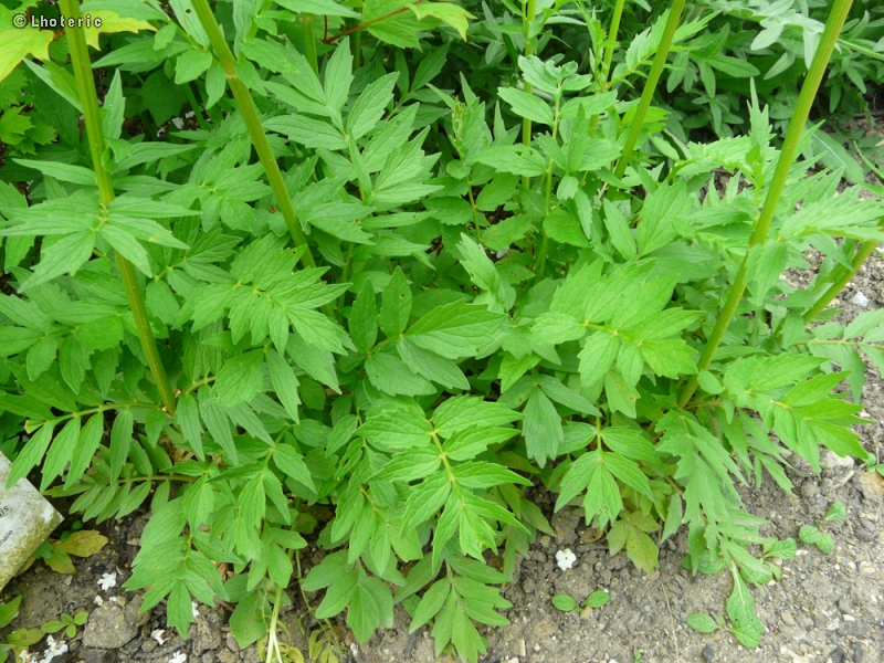  - Valeriana officinalis - 