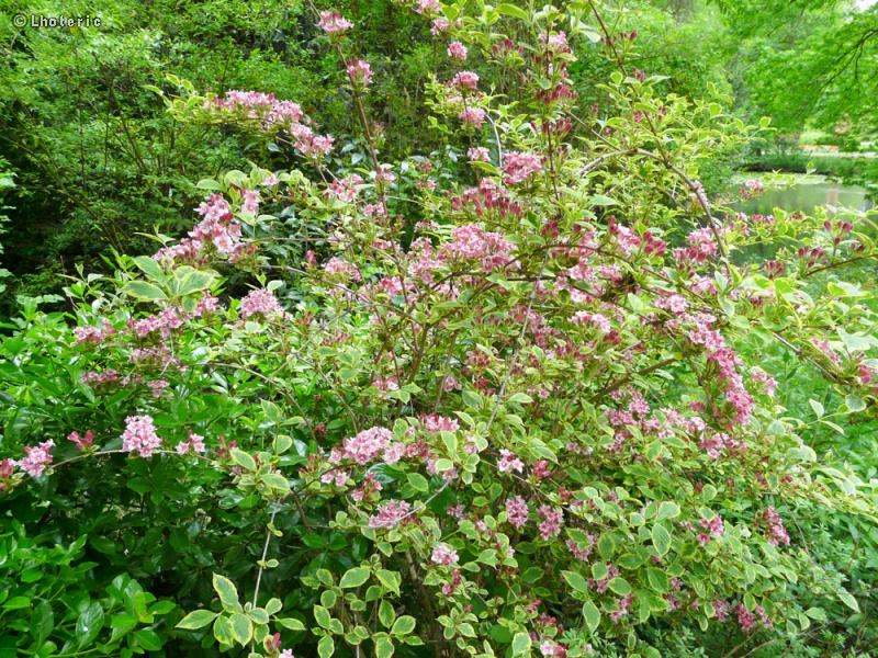  - Weigela florida Variegata - 