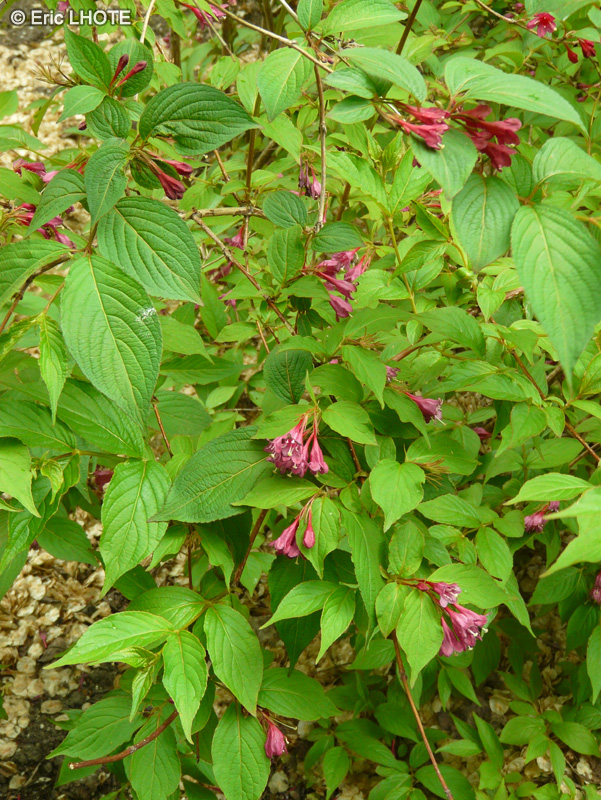 Caprifoliaceae - Weigela hortensis - Weigelie