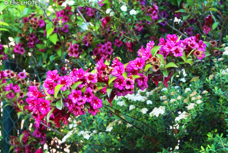 Caprifoliaceae - Weigelia Red Prince - Weigelie, Weigelia, Weigela