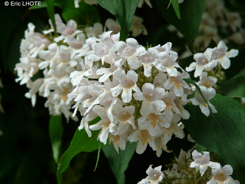  - Weigelia florida - 