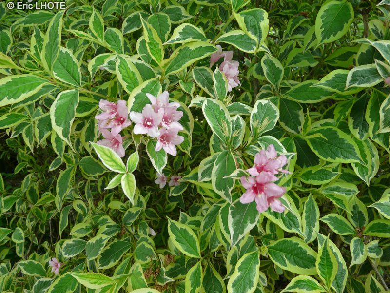  - Weigelia florida Variegata - 