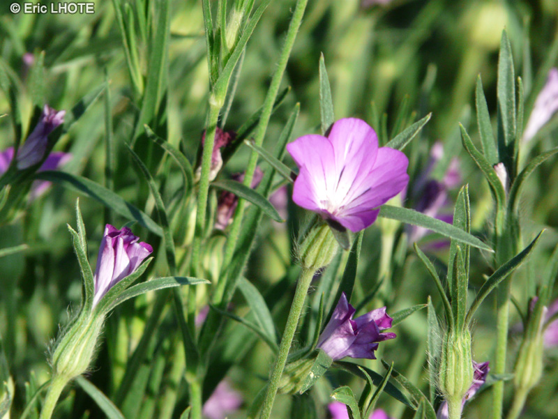  - Agrostemma githago - 
