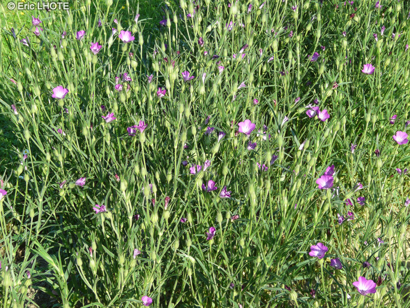  - Agrostemma githago - 