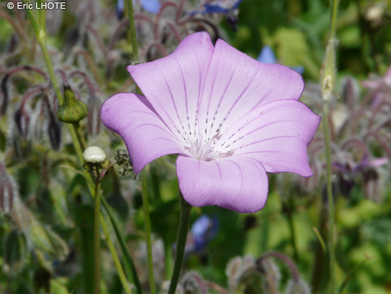 Caryophyllaceae - Agrostemma githago - Nielle des Blés, Oeillet des champs