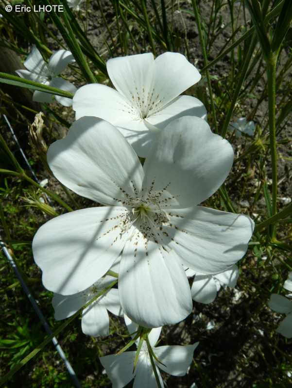  - Agrostemma githago Ocean Pearl - 