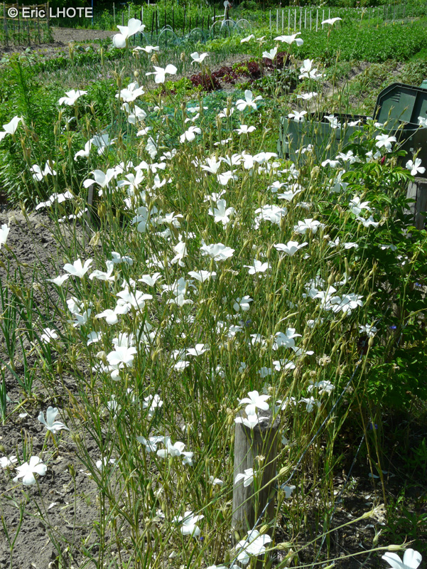  - Agrostemma githago Ocean Pearl - 