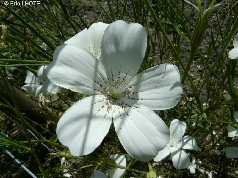 Caryophyllaceae - Agrostemma githago Ocean Pearl - Nielle des Bl&eacute;s, Oeillet des champs