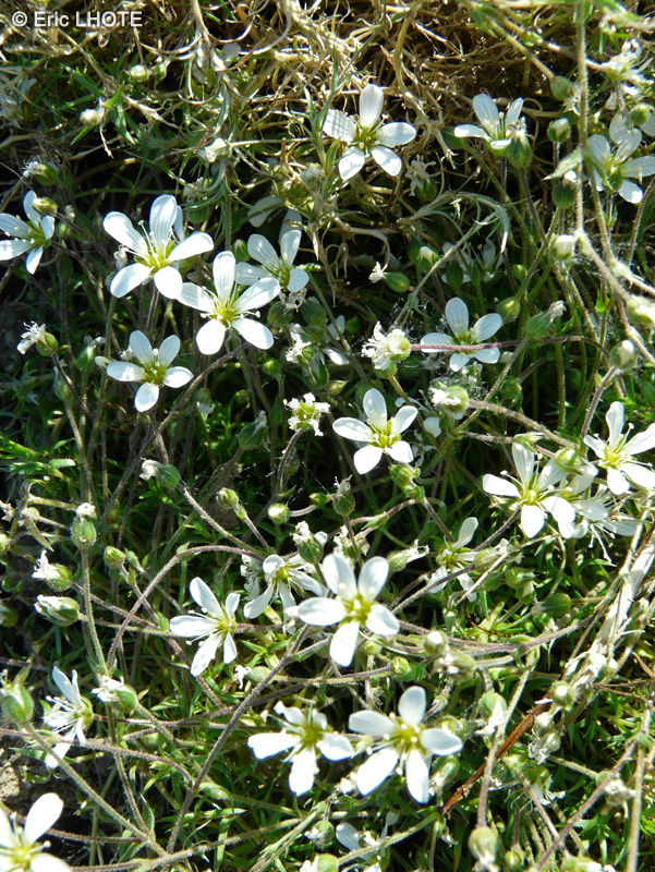  - Arenaria grandiflora - 