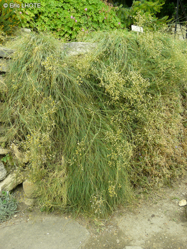  - Arenaria gypsophiloides, Erremogone gypsophiloides - 