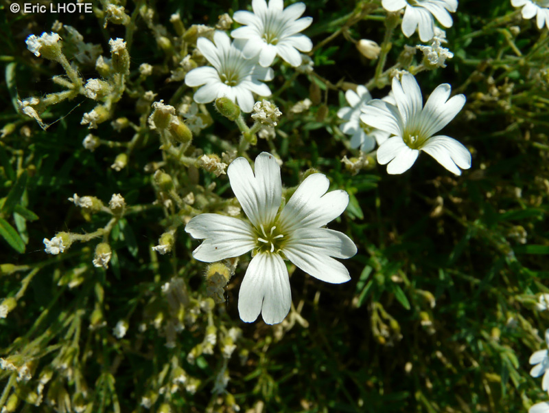  - Cerastium arvense - 