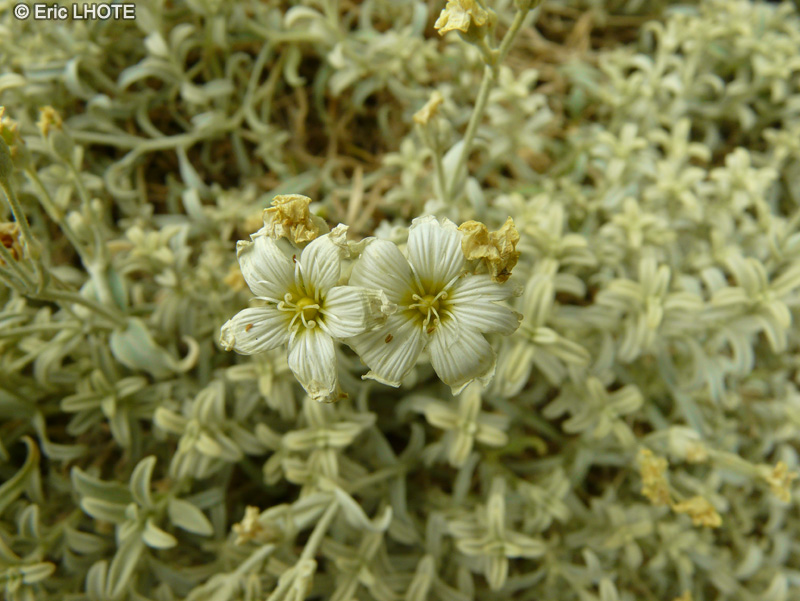  - Cerastium candidissimum - 
