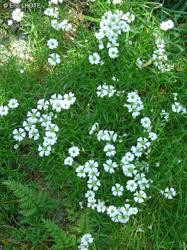  - Cerastium soleirolii - 