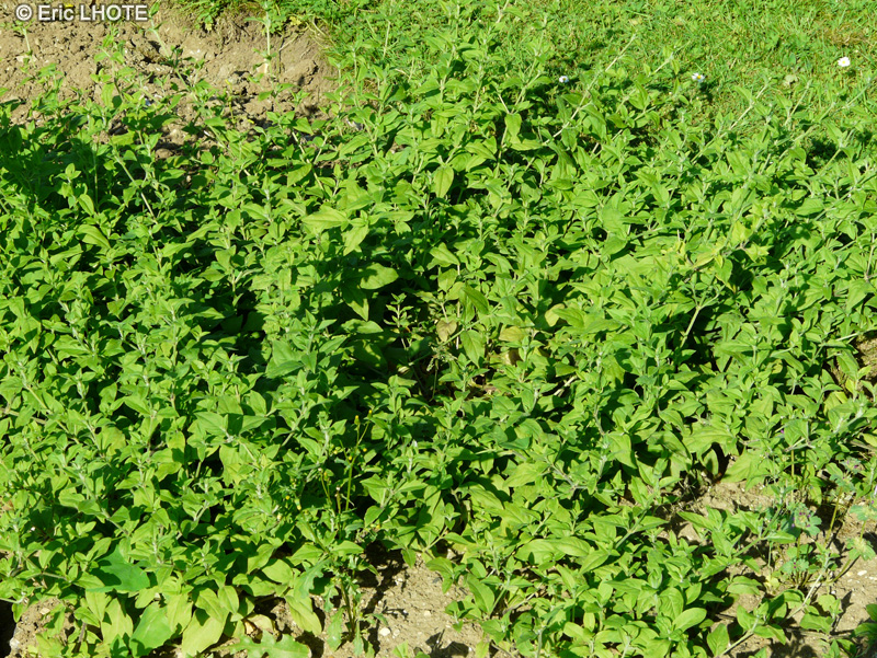Caryophyllaceae - Cucubalus baccifer - Coulichon