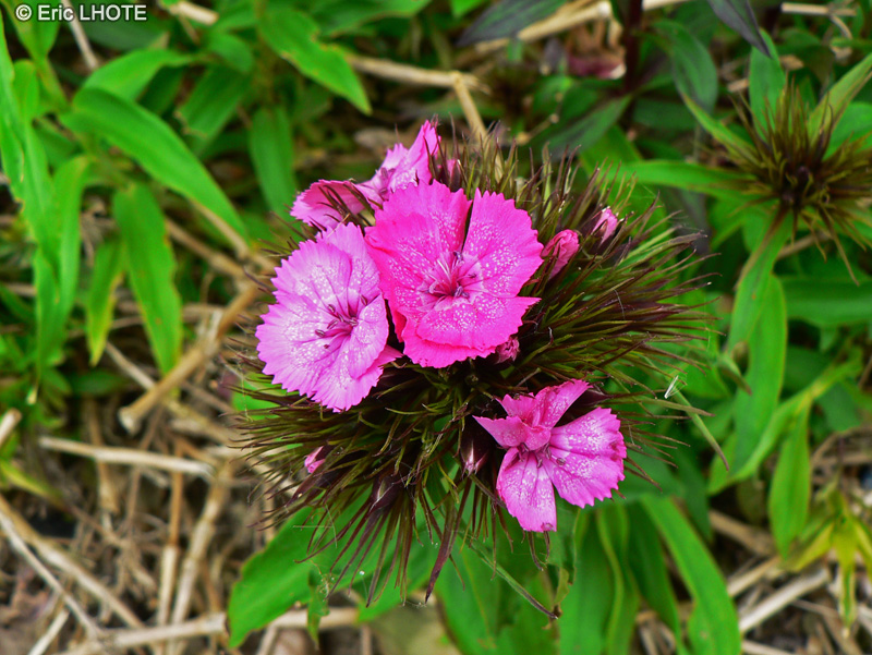  - Dianthus barbatus - 