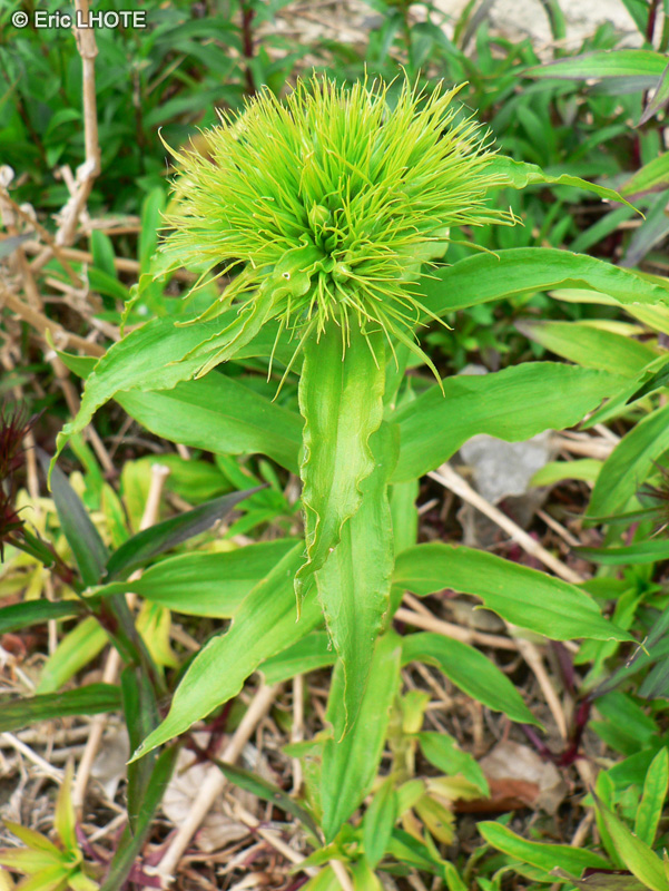  - Dianthus barbatus - 