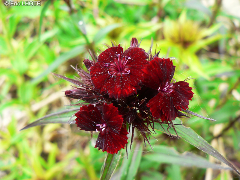  - Dianthus barbatus - 