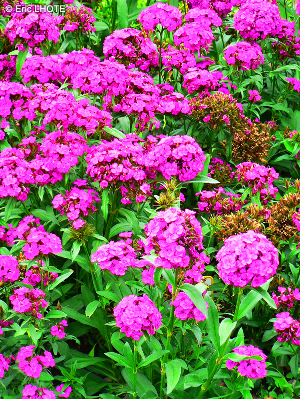 Caryophyllaceae - Dianthus barbatus - Oeillet de po&egrave;te