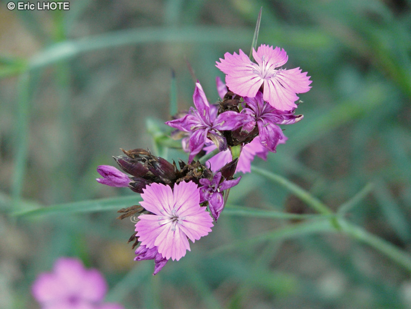 Caryophyllaceae - Dianthus carthusianorum - Oeillet des Chartreux