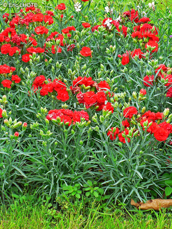 Caryophyllaceae - Dianthus caryophyllus - Oeillet commun, Oeillet des fleuristes, Oeillet Giroflé